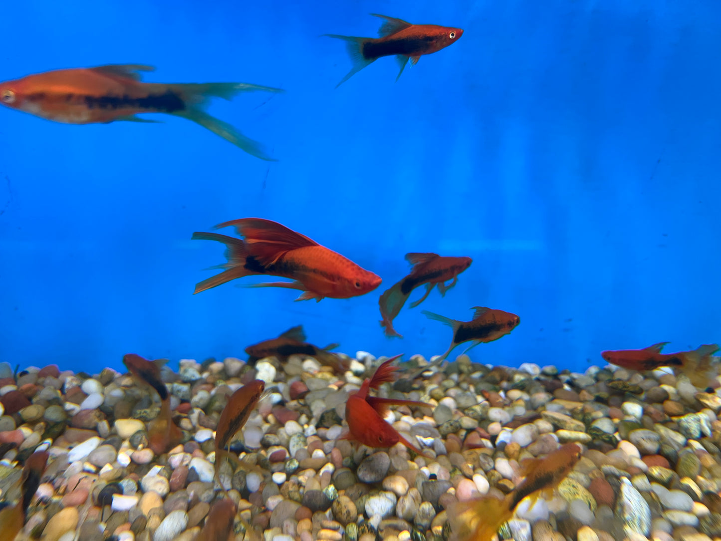 Tuxedo Veiltail Sword