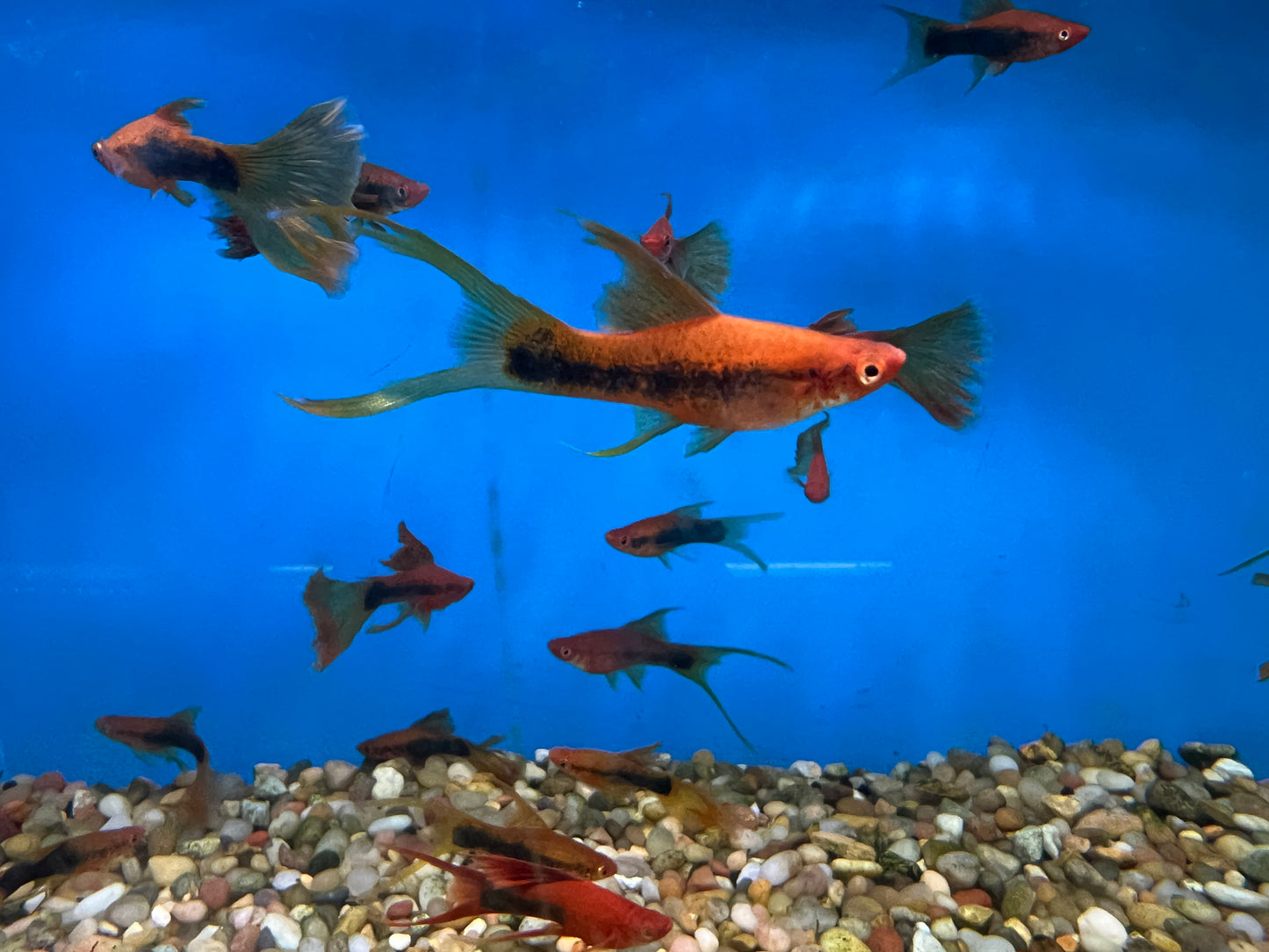 Tuxedo Veiltail Sword