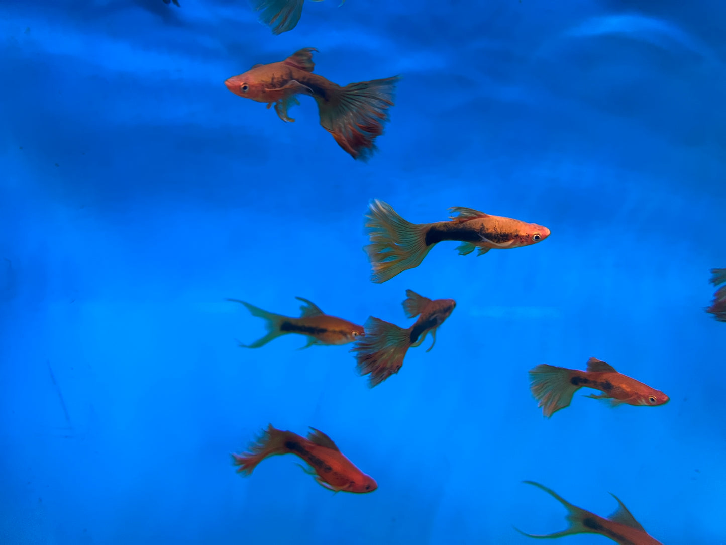 Tuxedo Veiltail Sword