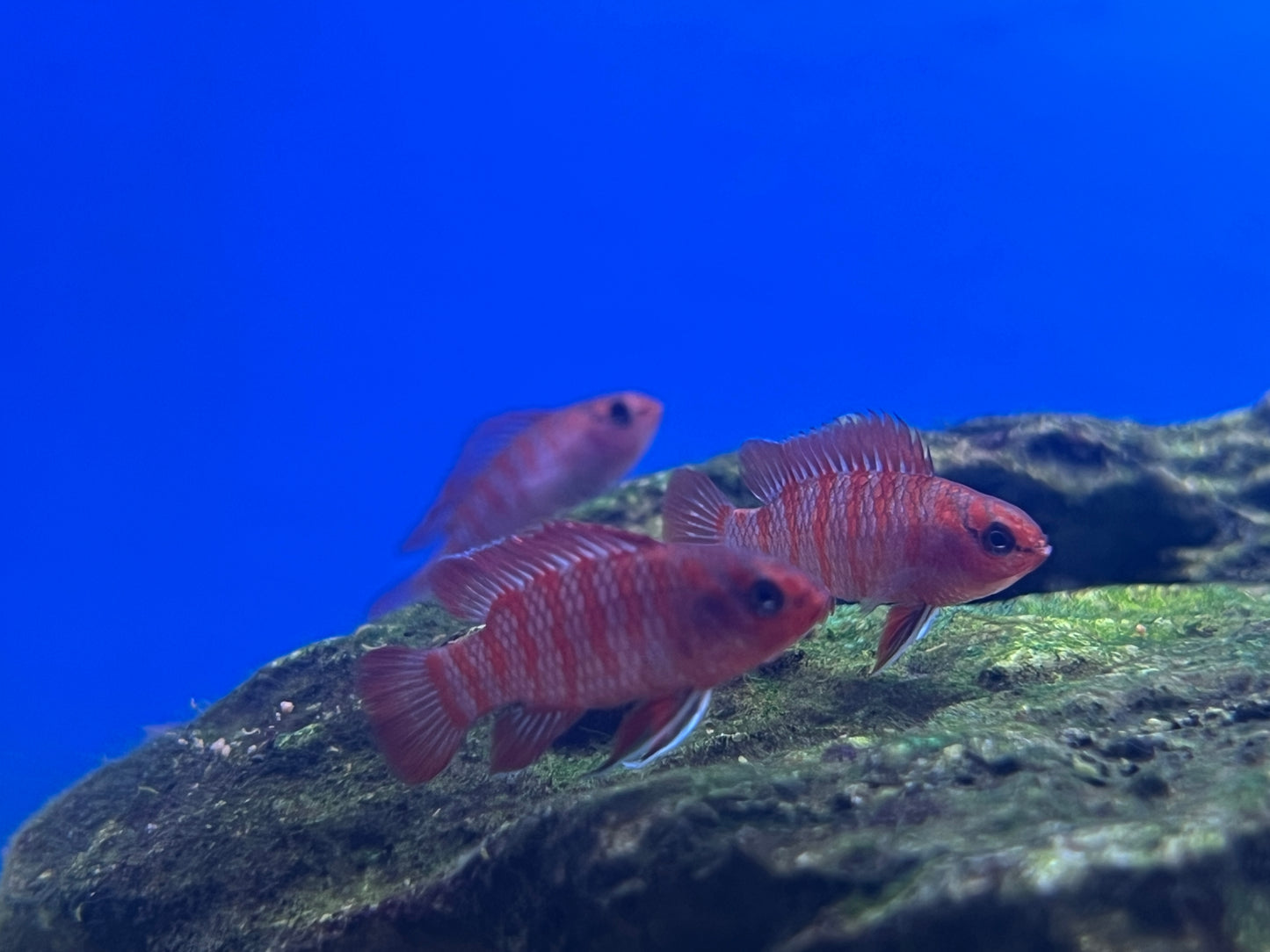 Scarlet Badis -  Dario dario  1"