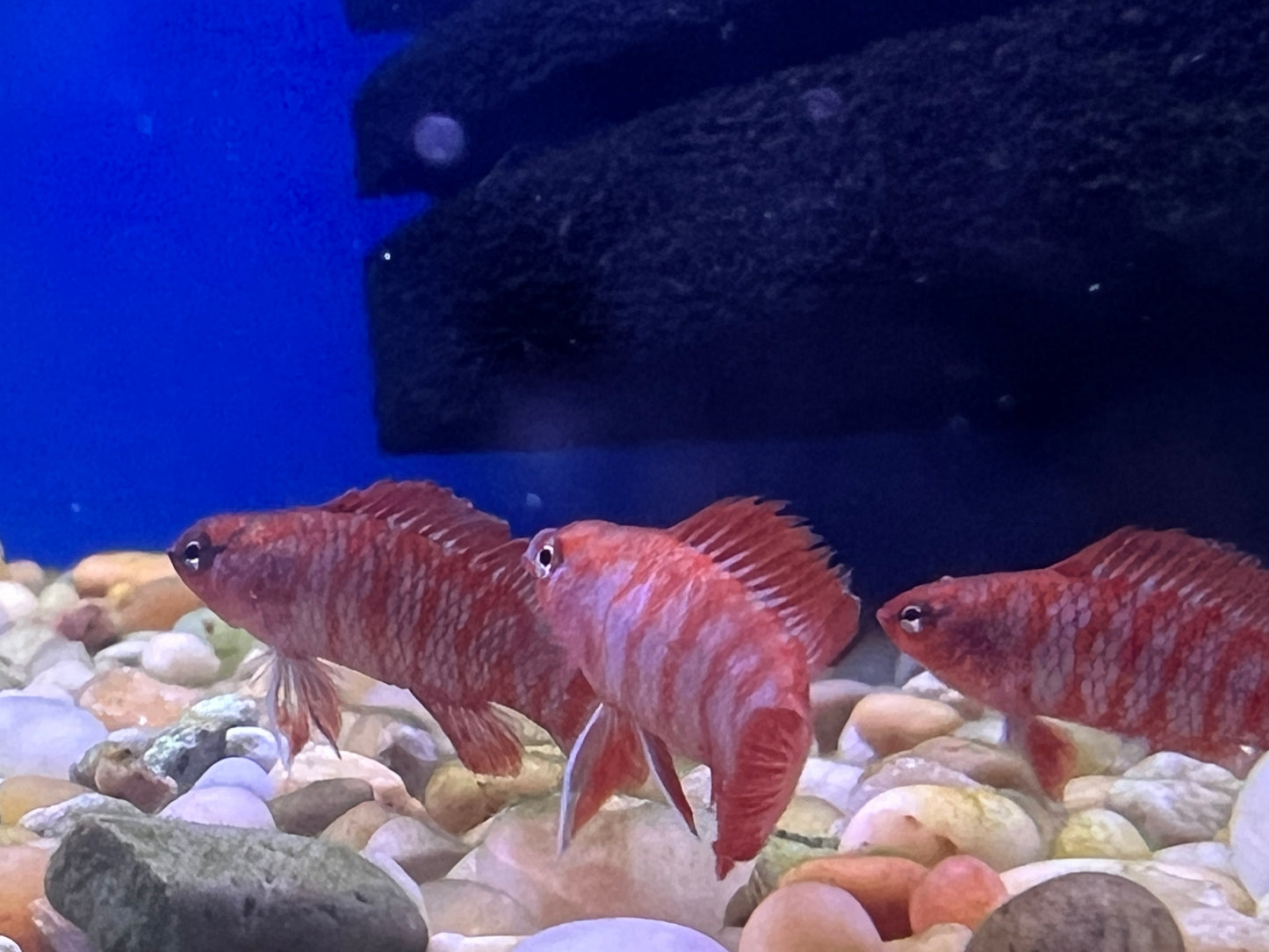 Scarlet Badis -  Dario dario  1"