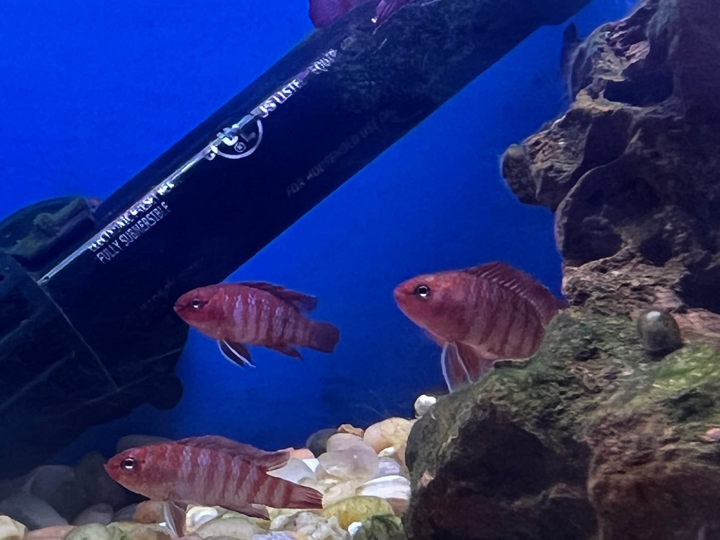 Scarlet Badis -  Dario dario  1"