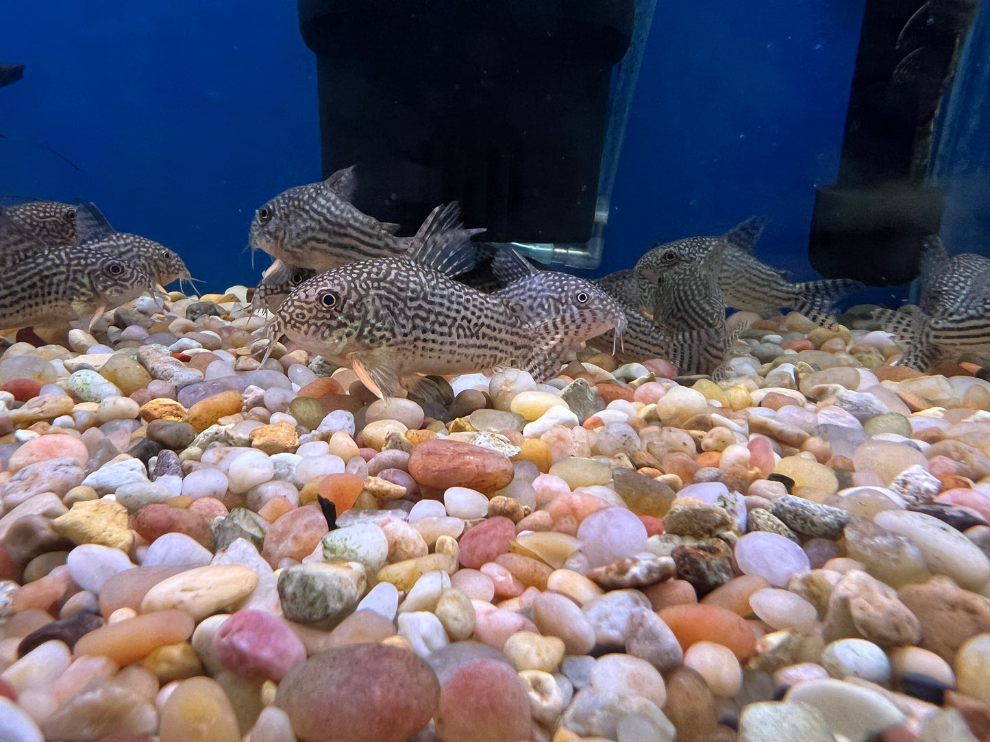 Jumbo Sterbai Corydora 1.5-2"