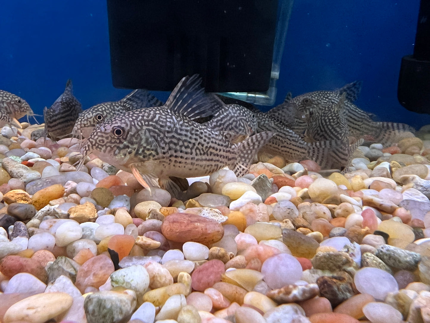 Jumbo Sterbai Corydora 1.5-2"