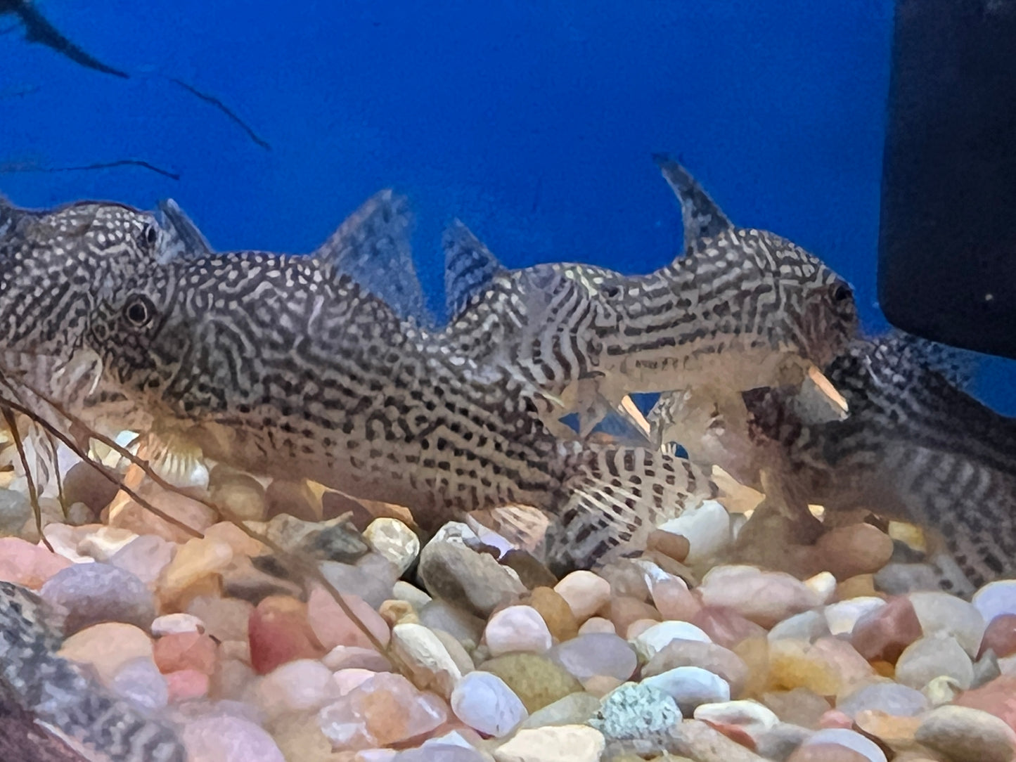 Jumbo Sterbai Corydora 1.5-2"