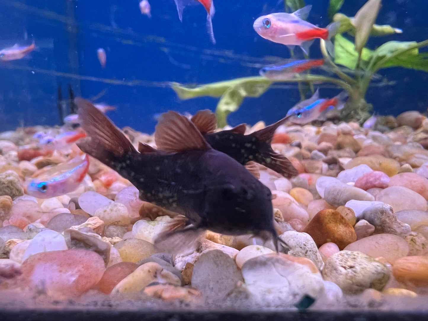 Black Venezuelan Corydoras 1"