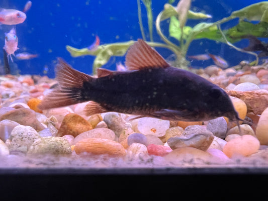 Black Venezuelan Corydoras 1"