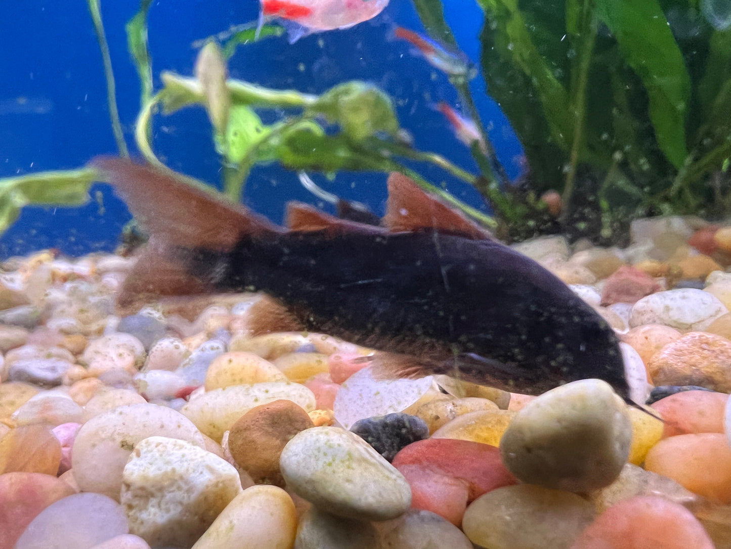 Black Venezuelan Corydoras 1"