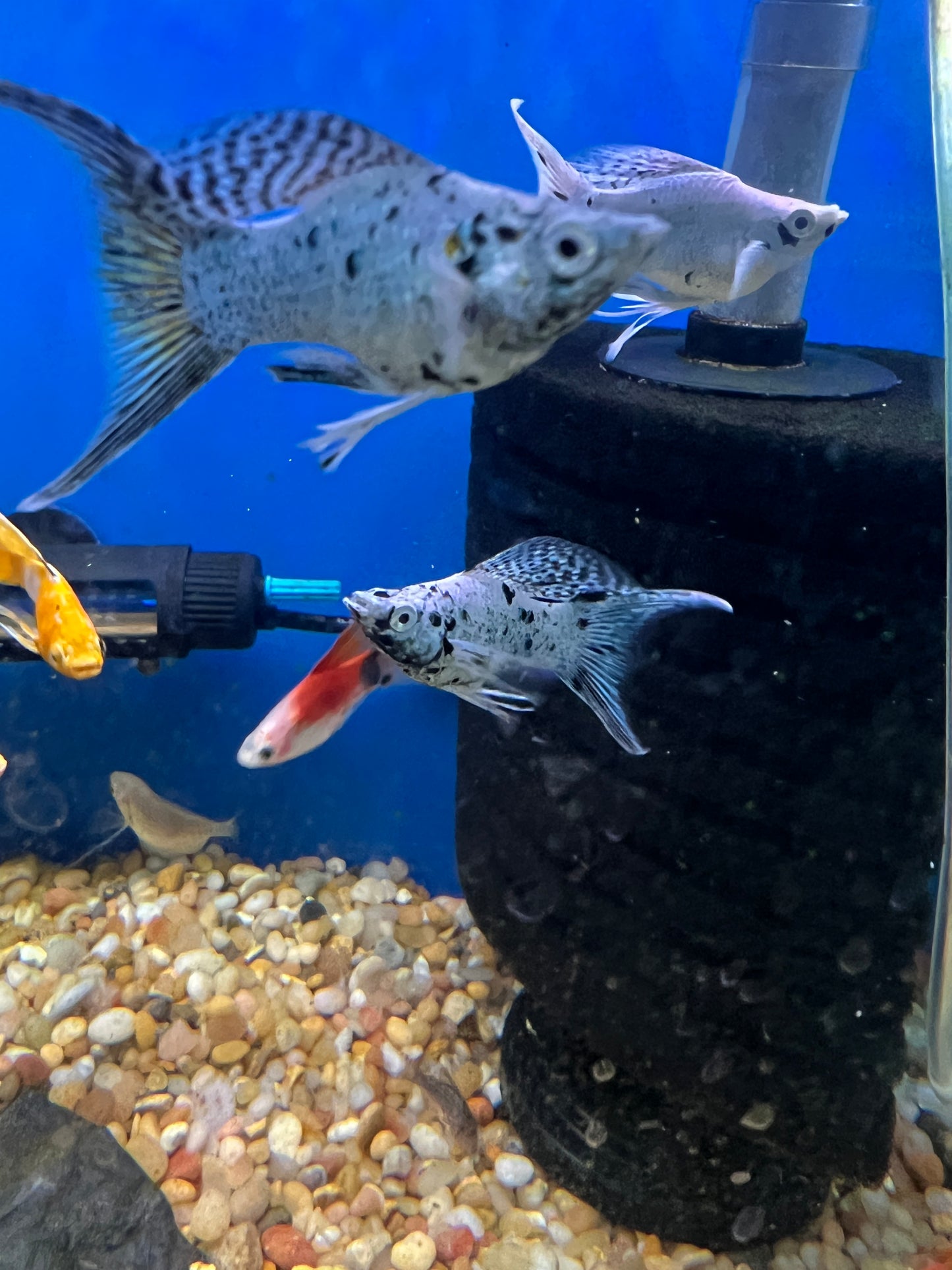 Shortbody Veiltail Balloon Mollies