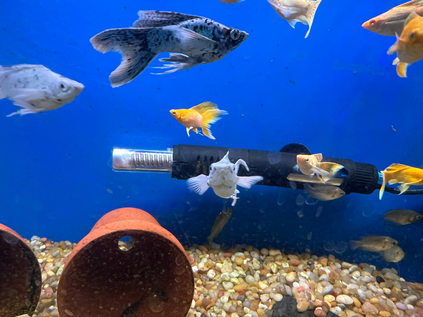 Shortbody Veiltail Balloon Mollies
