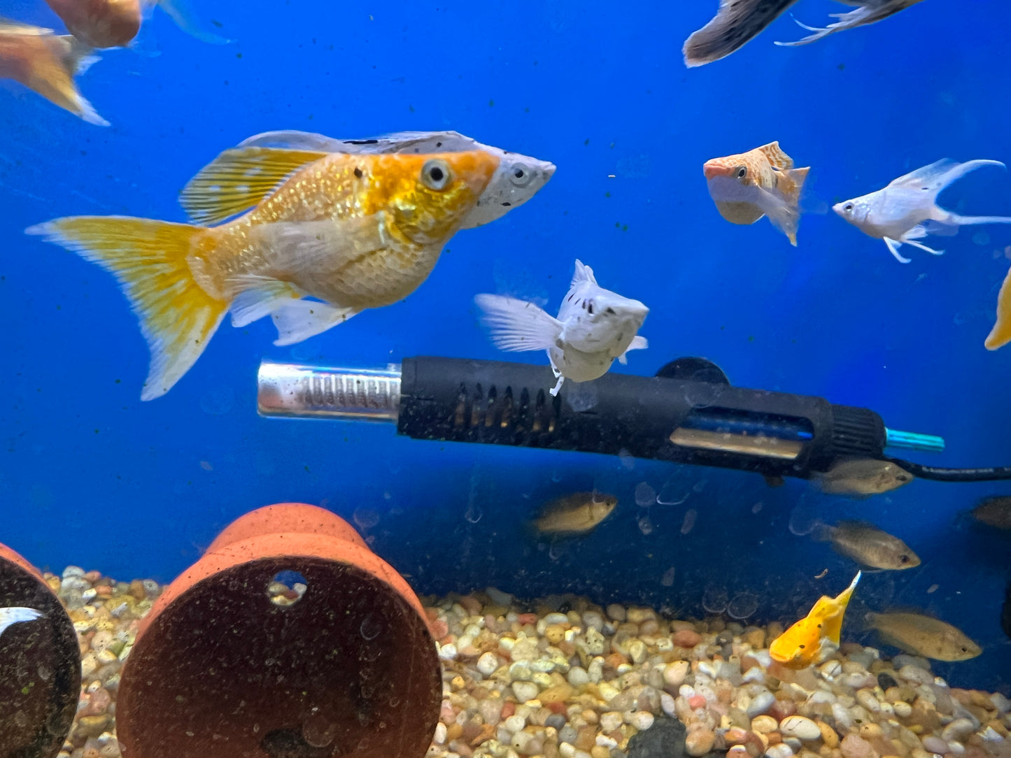 Shortbody Veiltail Balloon Mollies