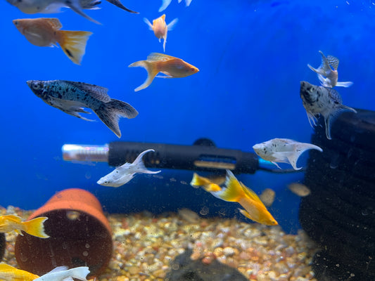 Shortbody Veiltail Balloon Mollies