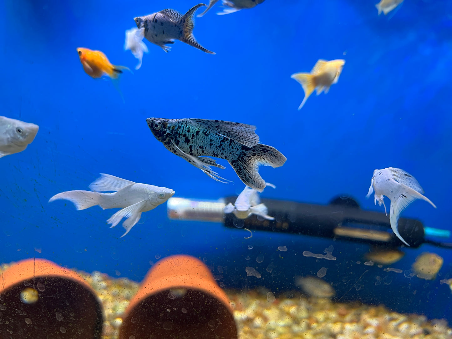 Shortbody Veiltail Balloon Mollies