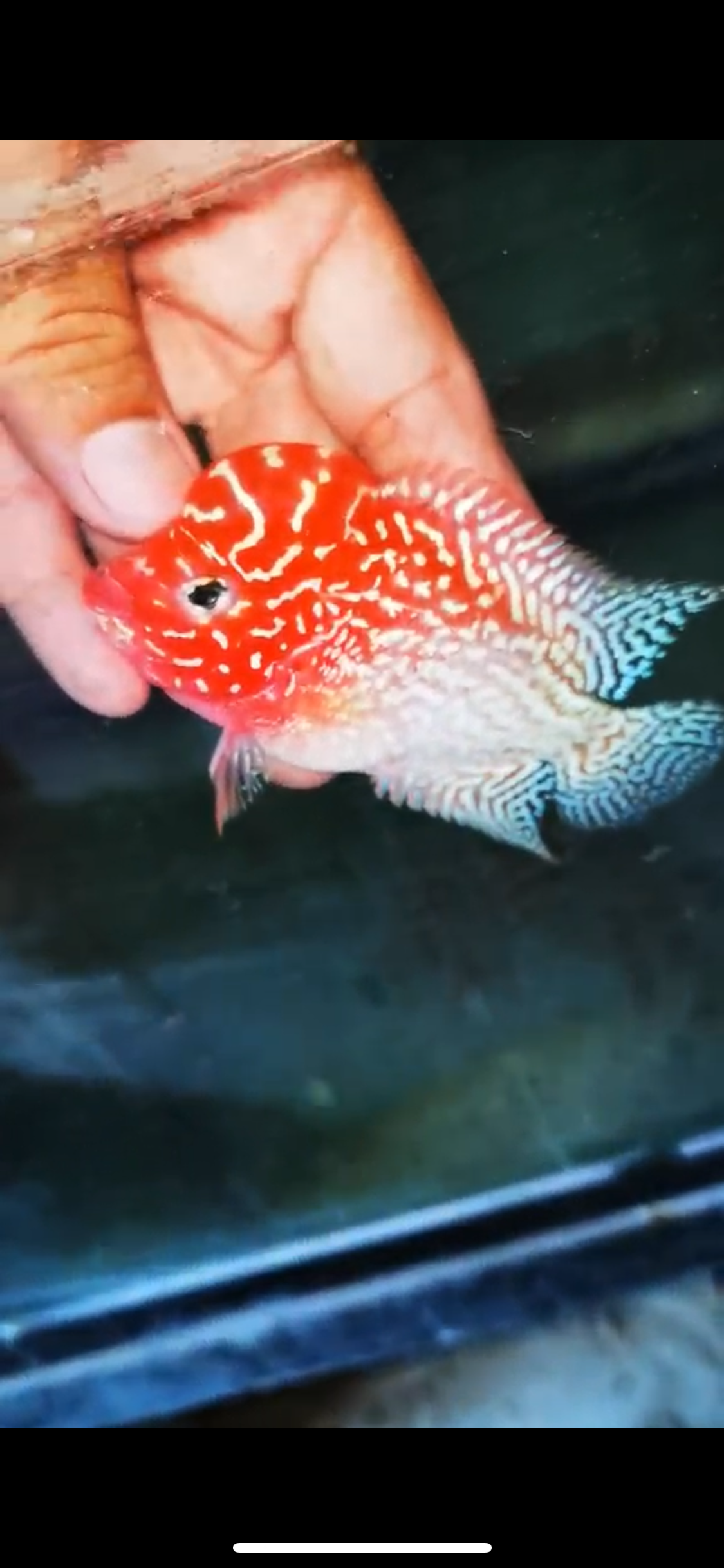 Golden Base Flowerhorn Male
