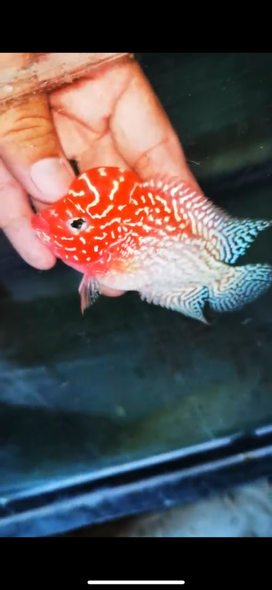 Golden Base Flowerhorn Male