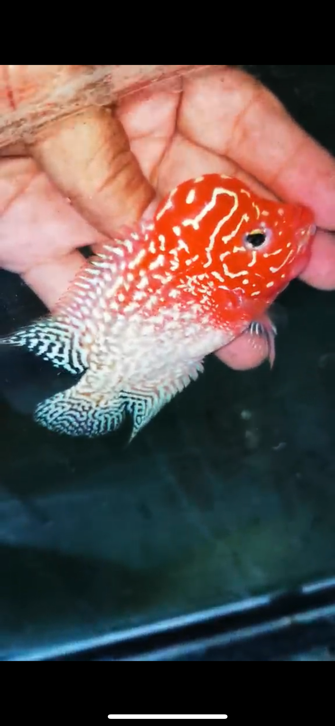 Golden Base Flowerhorn Male