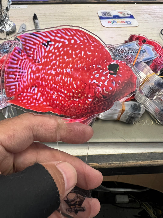 Flowerhorn Grooming Tool (parrot )