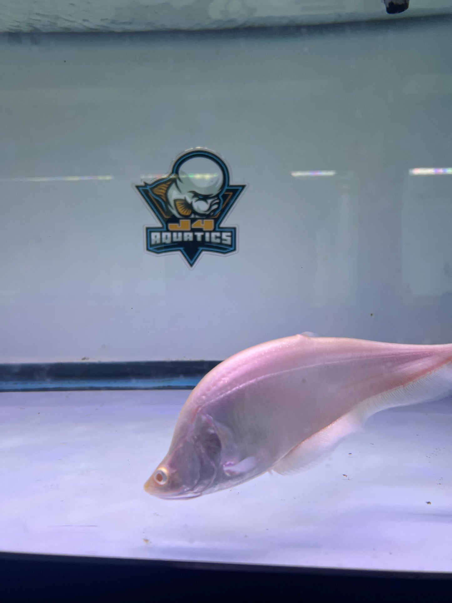 Albino Clown Knife 8-9"