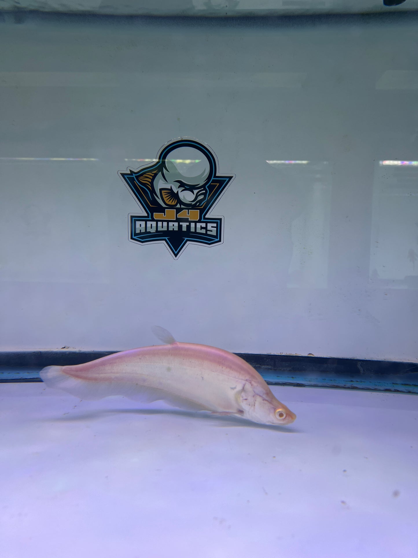 Albino Clown Knife 8-9"