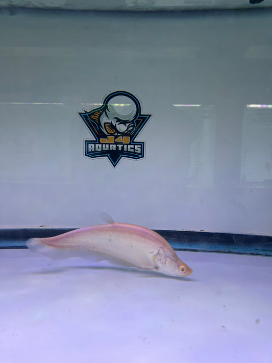 Albino Clown Knife 8-9"