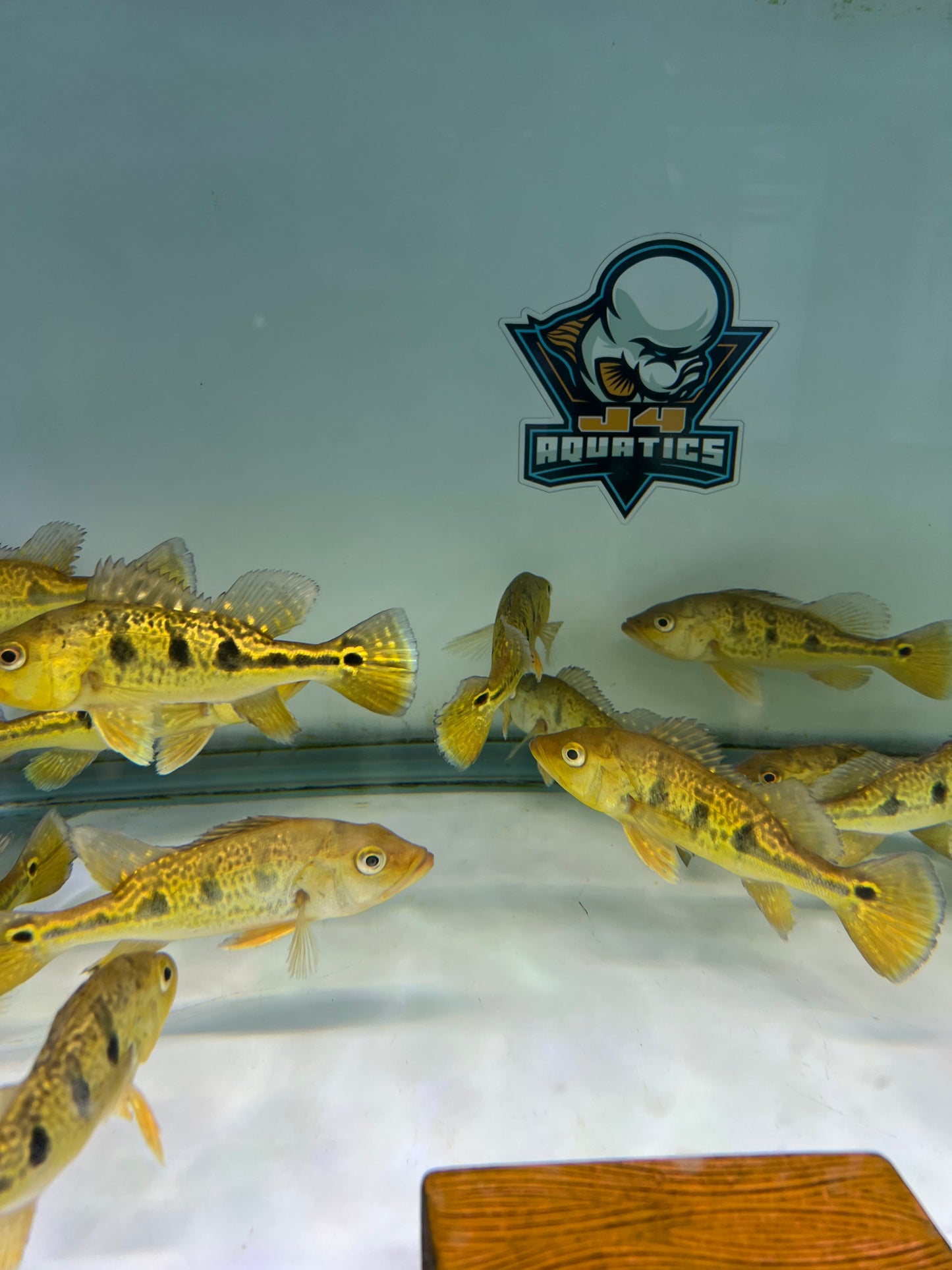 Golden Bahia Kelberi Peacock Bass 5-6"