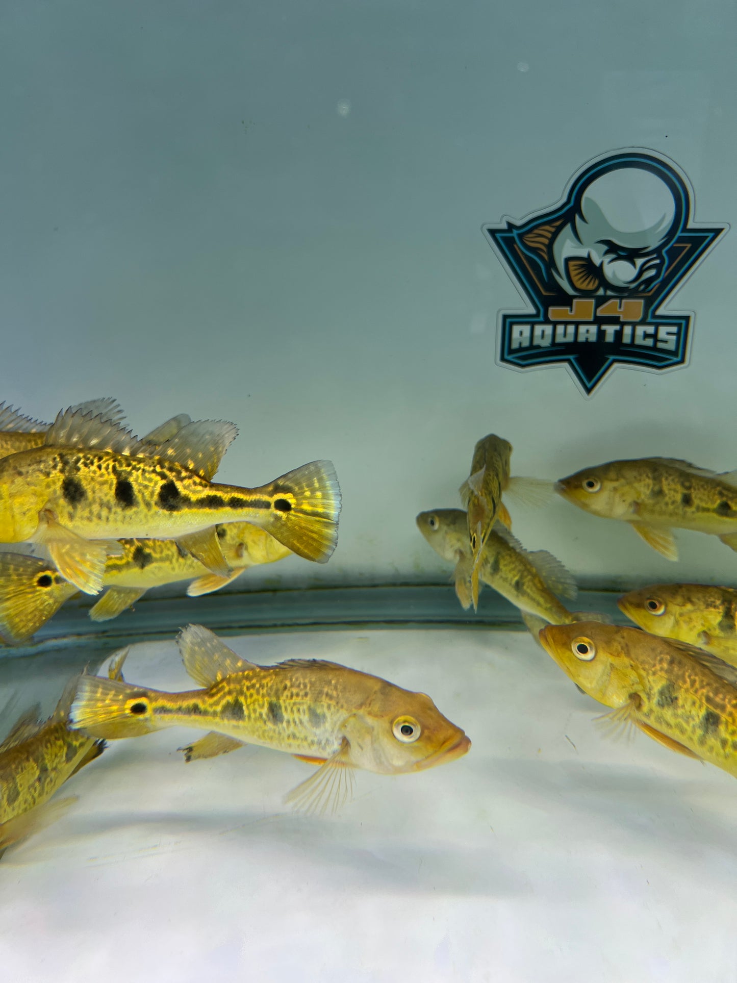 Golden Bahia Kelberi Peacock Bass 5-6"