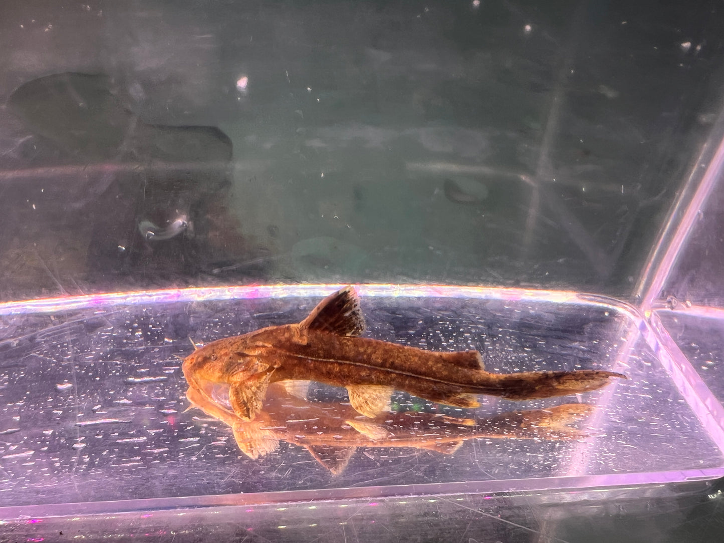 Glytothorax Platypogon 2-3"