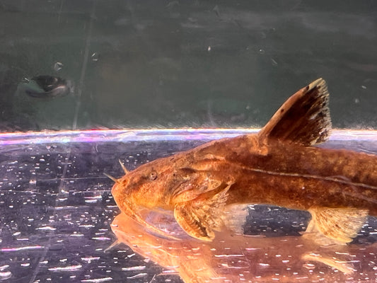 Golden Trunkhead Catfish ( Cryptarius truncatus ) 2-3"