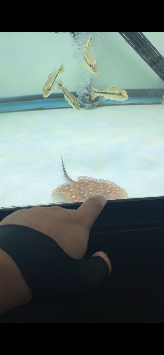 Baby ray