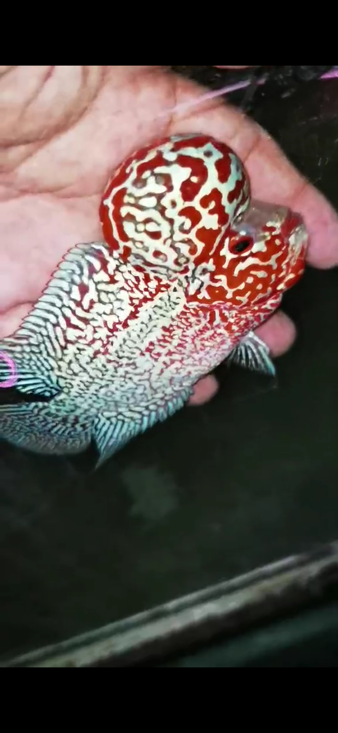 High Quality Competition Grade Super Red Dragon ( Male ) 08