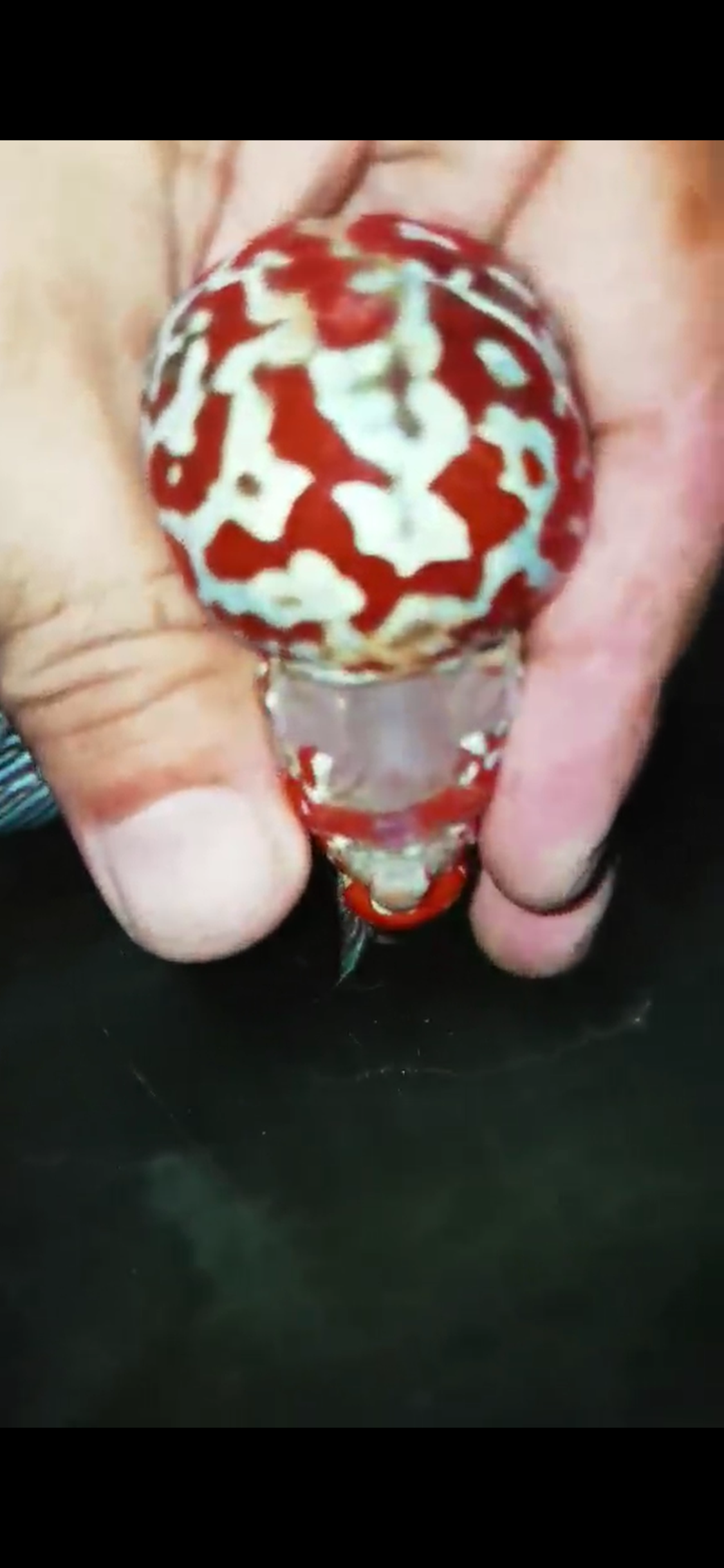 High Quality Competition Grade Super Red Dragon ( Male ) 08