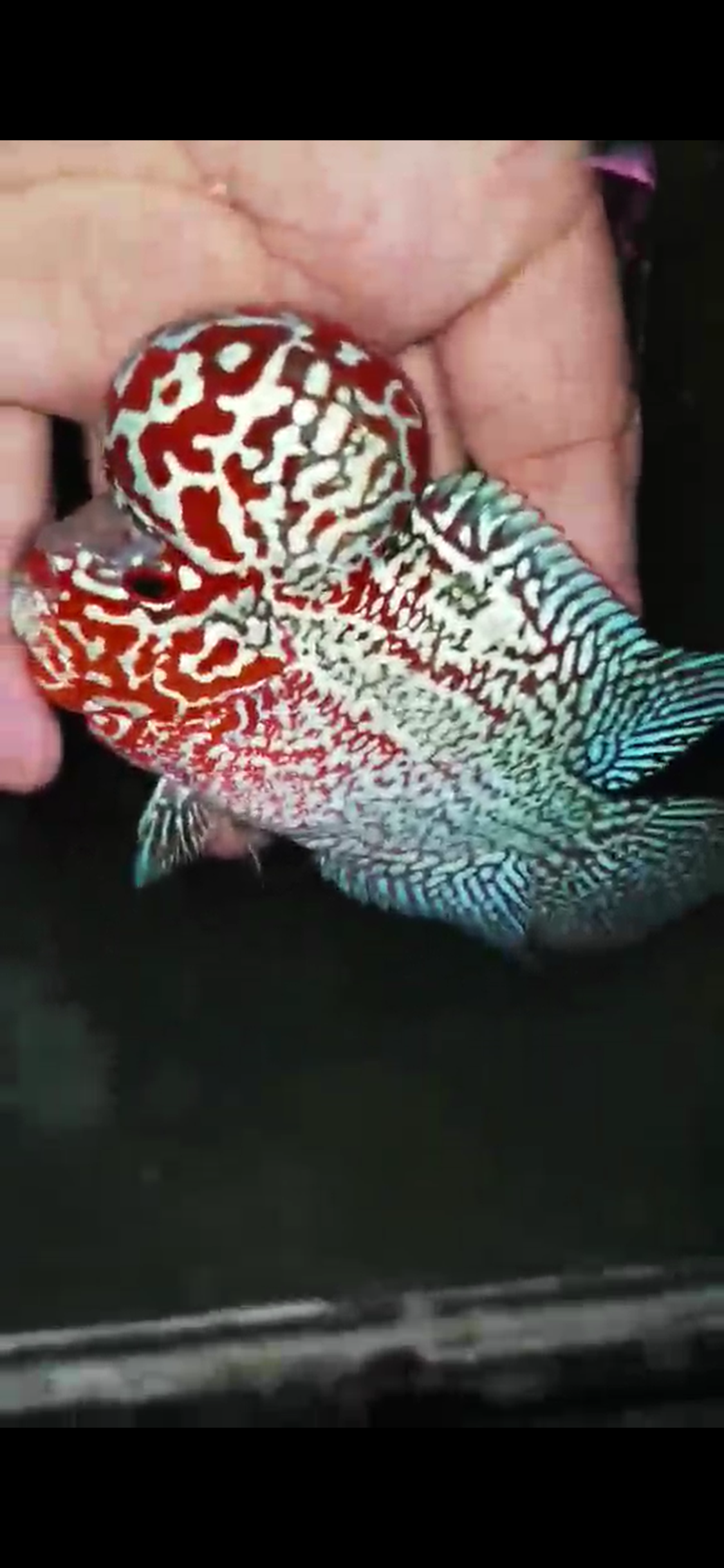 High Quality Competition Grade Super Red Dragon ( Male ) 08