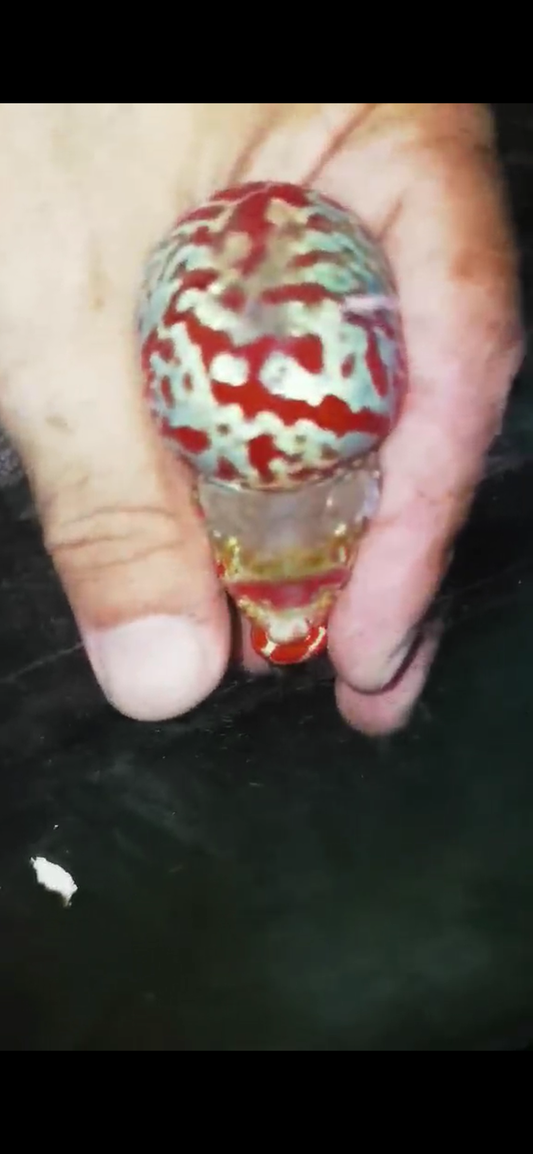High Quality Competition Grade Super Red Dragon Flowerhorn( Male ) 07