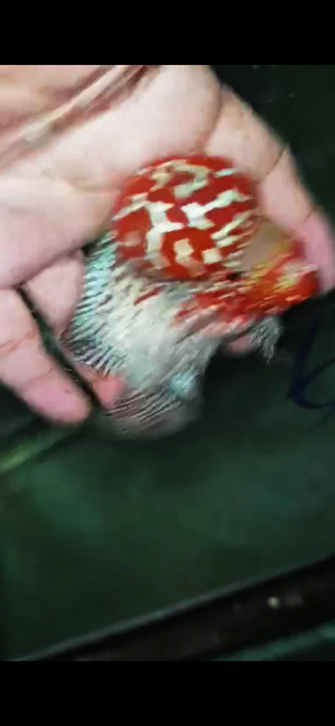 High Quality Competition Grade Super Red Dragon Flowerhorn( Male ) 05