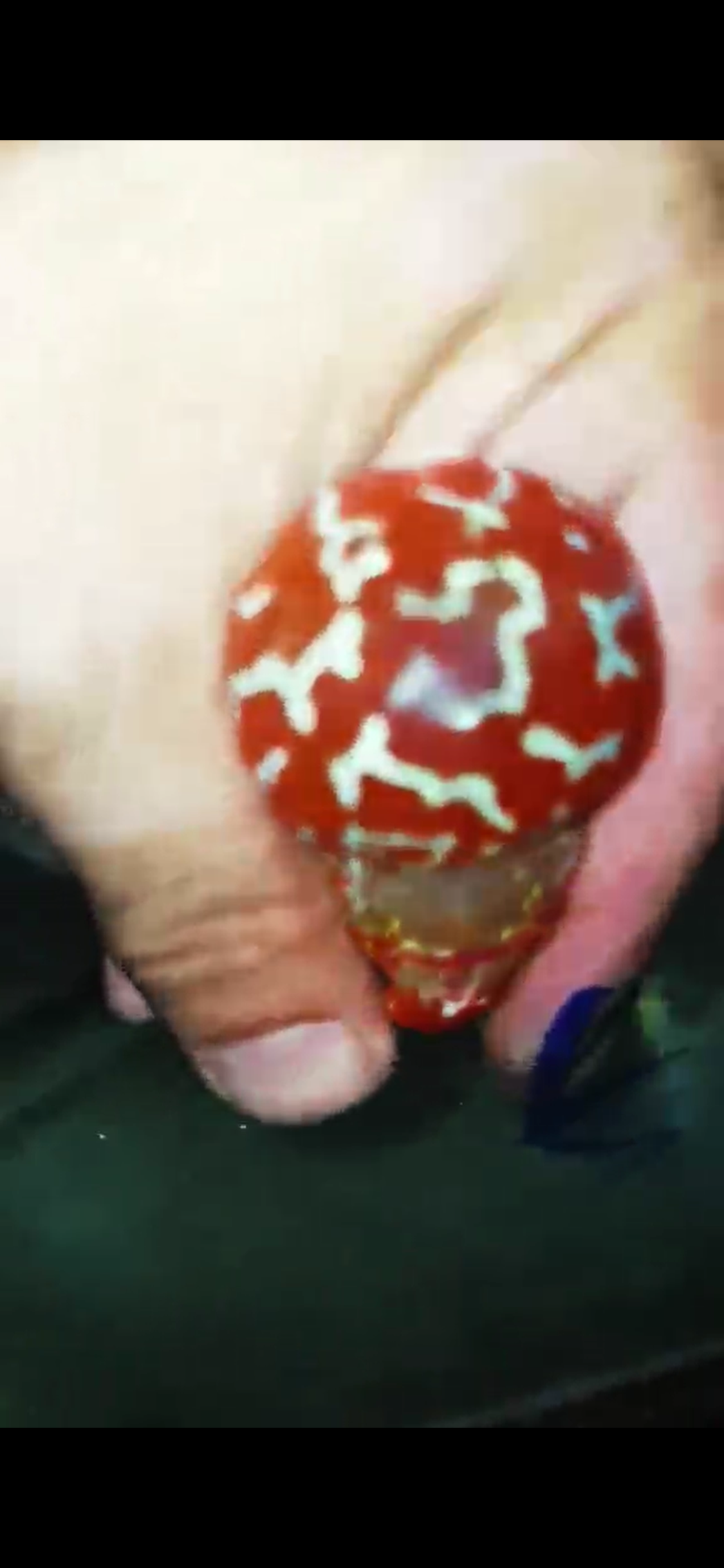 High Quality Competition Grade Super Red Dragon Flowerhorn( Male ) 05