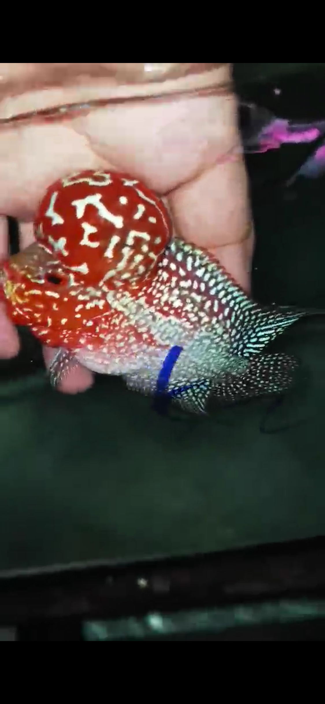 High Quality Competition Grade Super Red Dragon Flowerhorn( Male ) 05