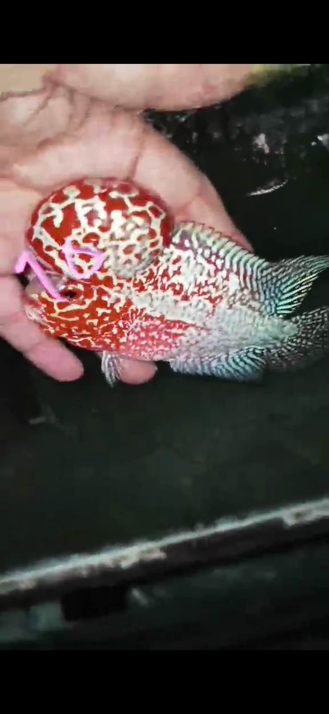 High Quality Competition Grade Super Red Dragon Flowerhorn( Male ) 10
