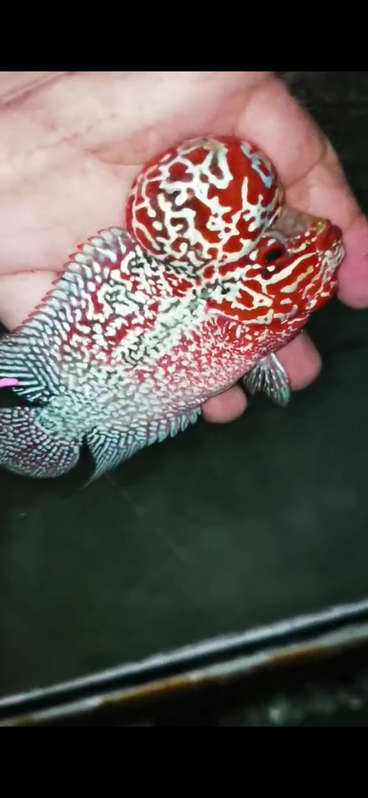 High Quality Competition Grade Super Red Dragon Flowerhorn( Male ) 02