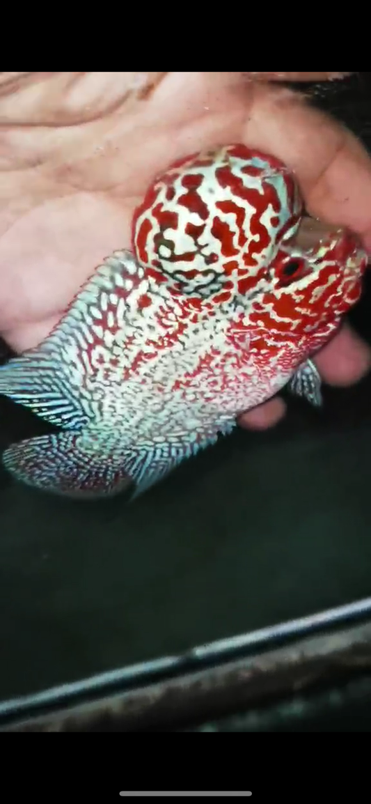 High Quality Competition Grade Super Red Dragon Flowerhorn( Male ) 03