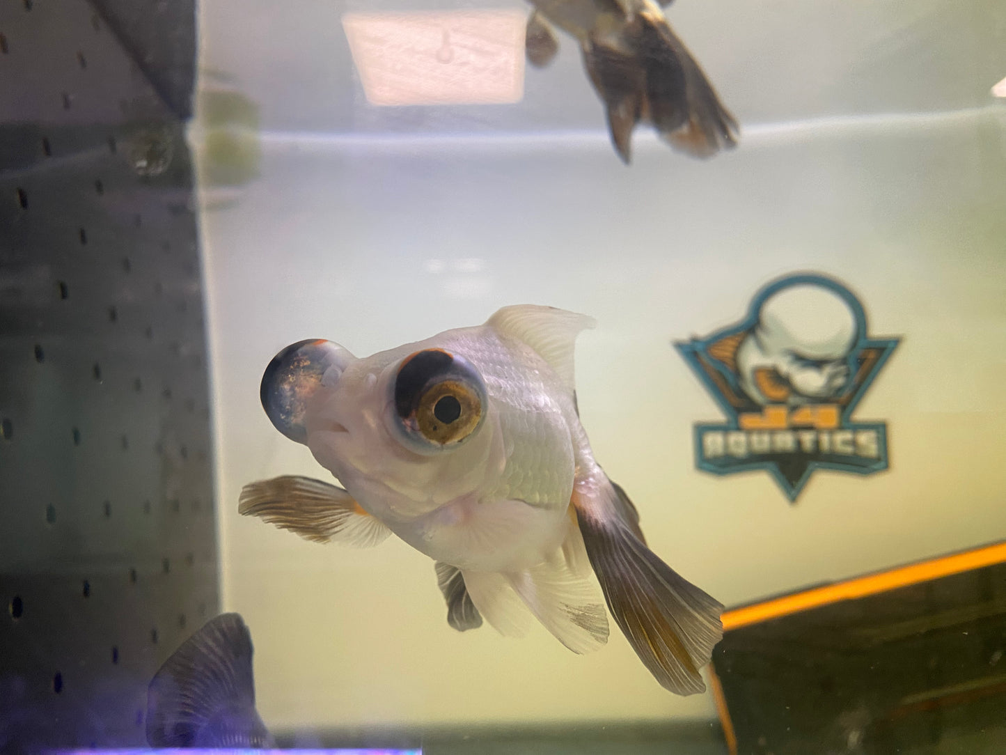 Butterfly Panda Goldfish 4-5"