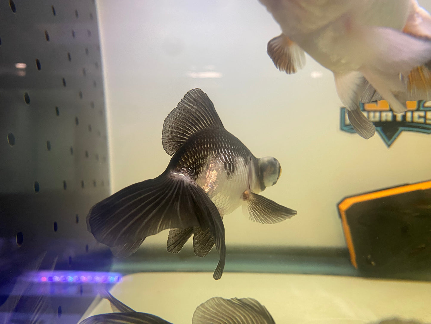 Butterfly Panda Goldfish 4-5"