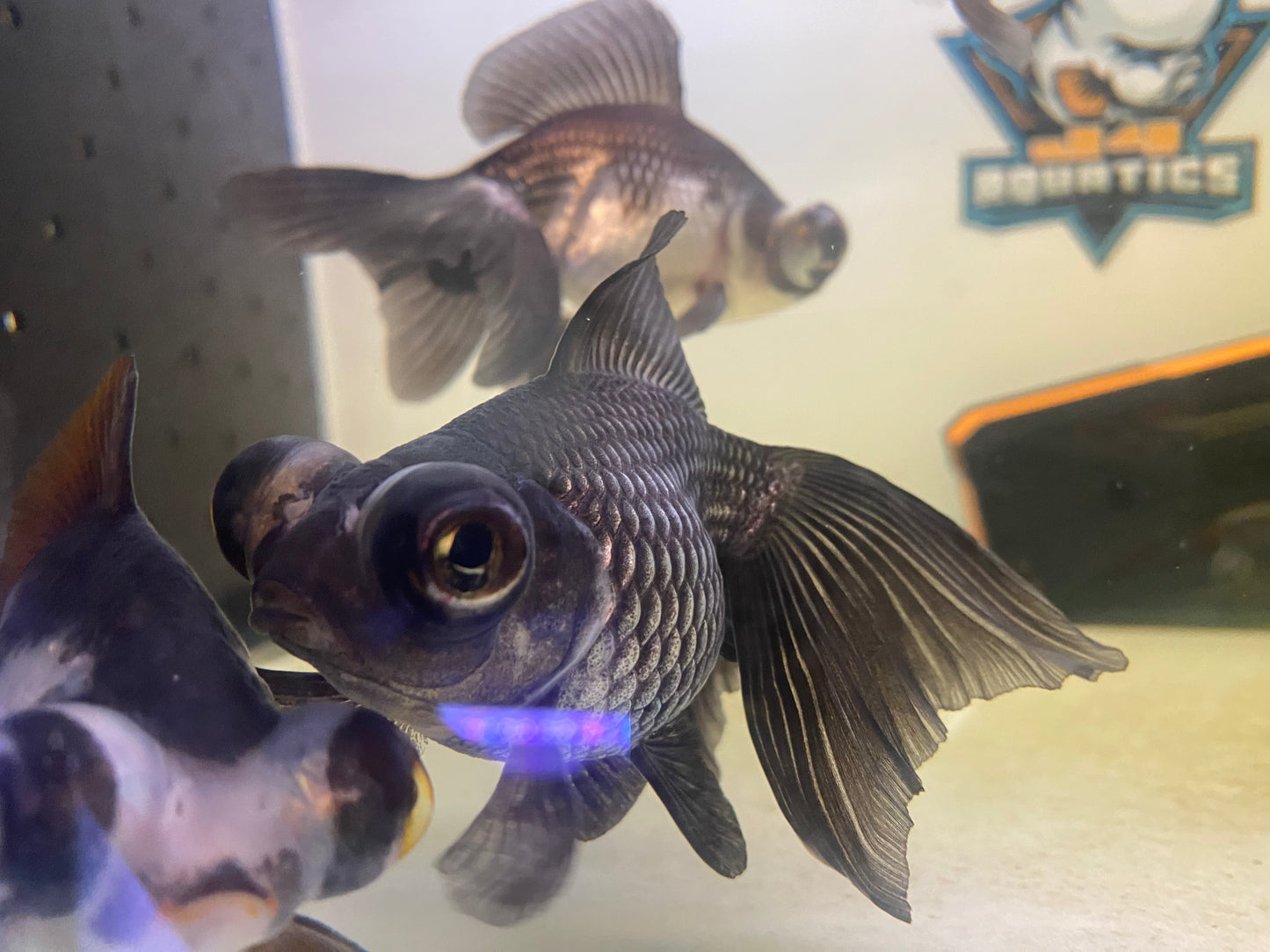Butterfly Panda Goldfish 4-5"