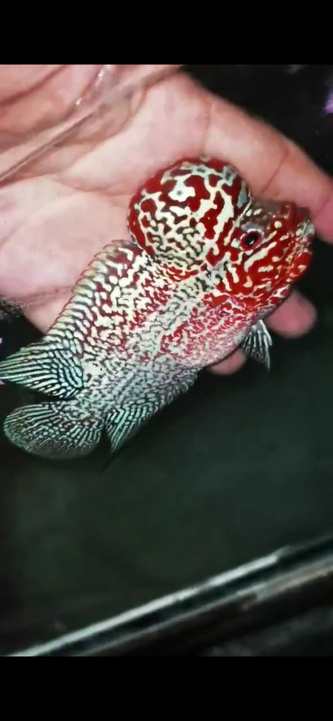High Quality Competition Grade Super Red Dragon Flowerhorn( Male ) 04