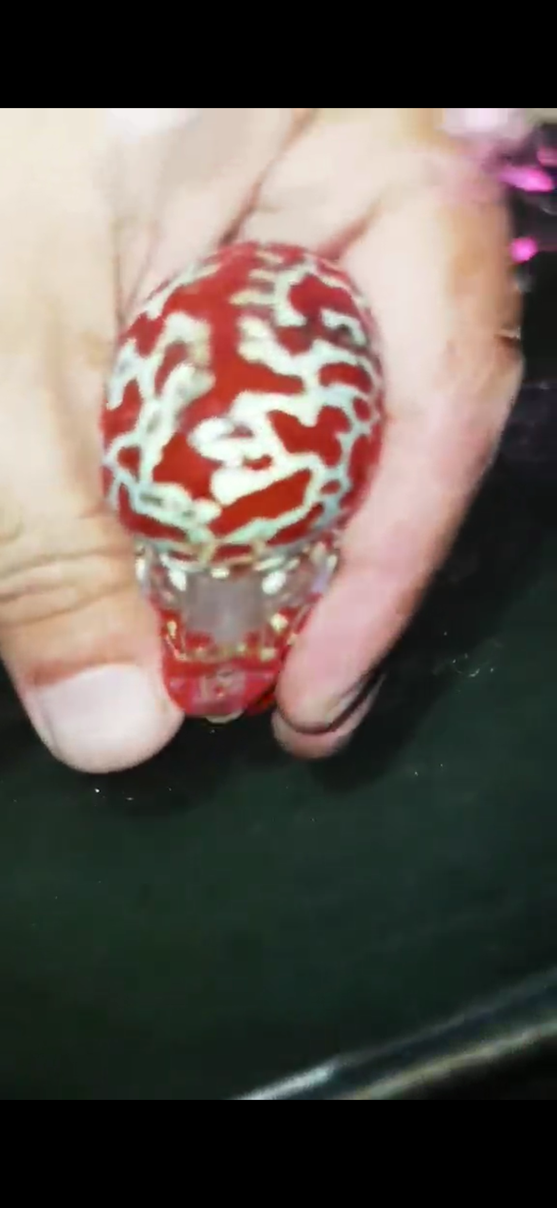 High Quality Competition Grade Super Red Dragon Flowerhorn( Male ) 04