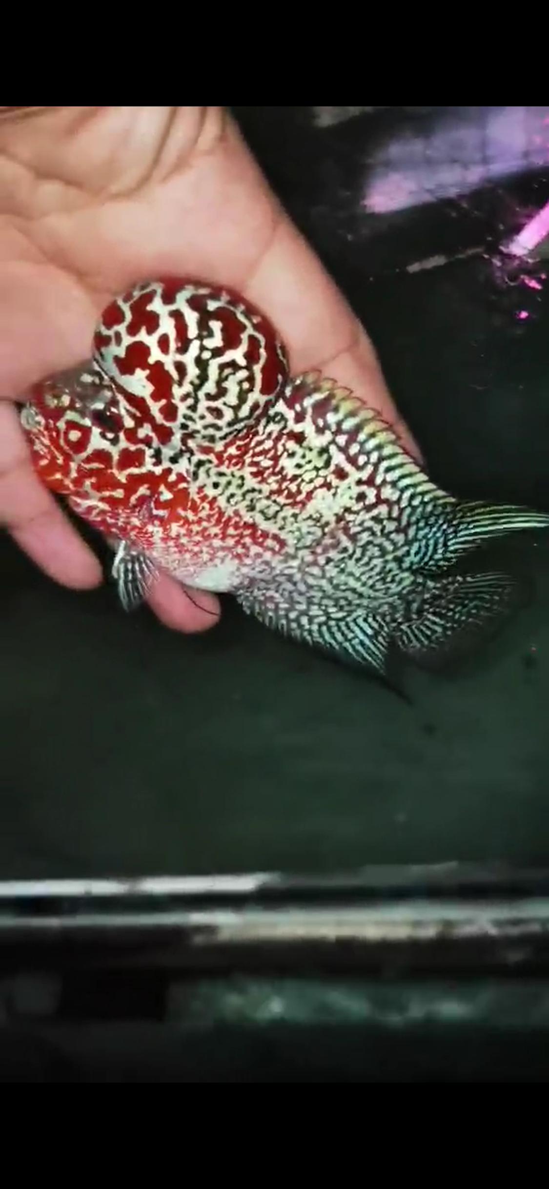 High Quality Competition Grade Super Red Dragon Flowerhorn( Male ) 04