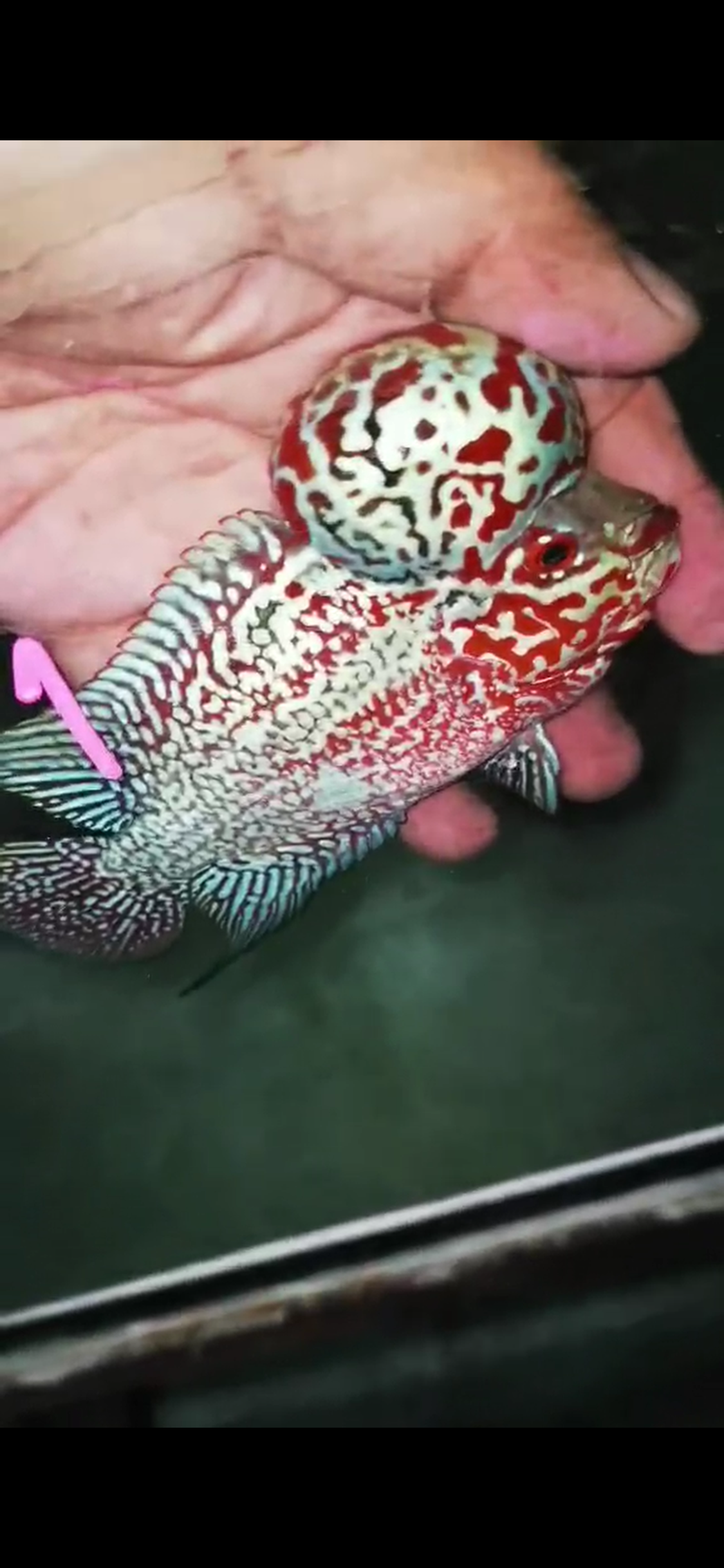 High Quality Competition Grade Super Red Dragon Flowerhorn( Male ) 01
