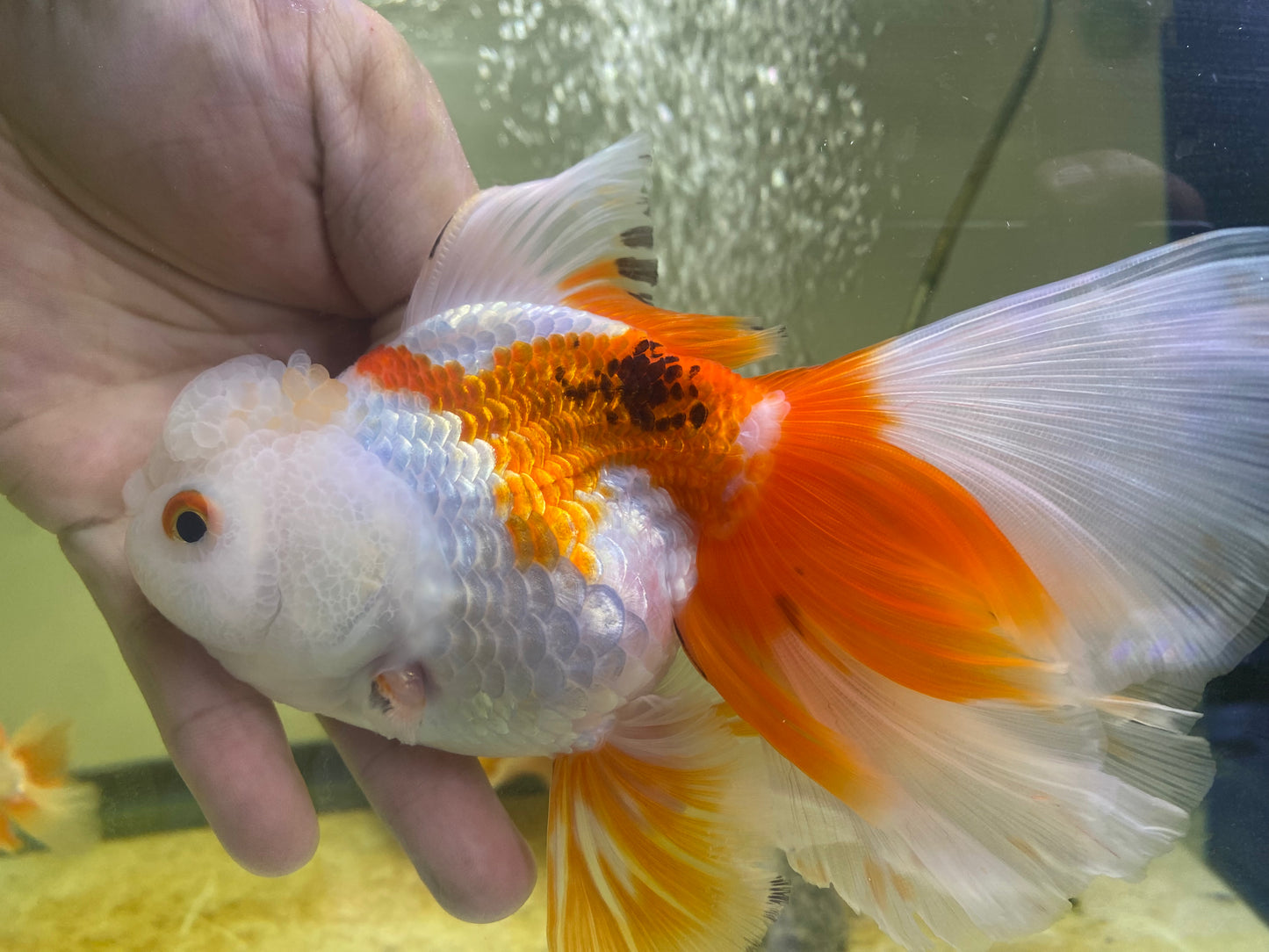 Oranda Goldfish tricolor 5-6"