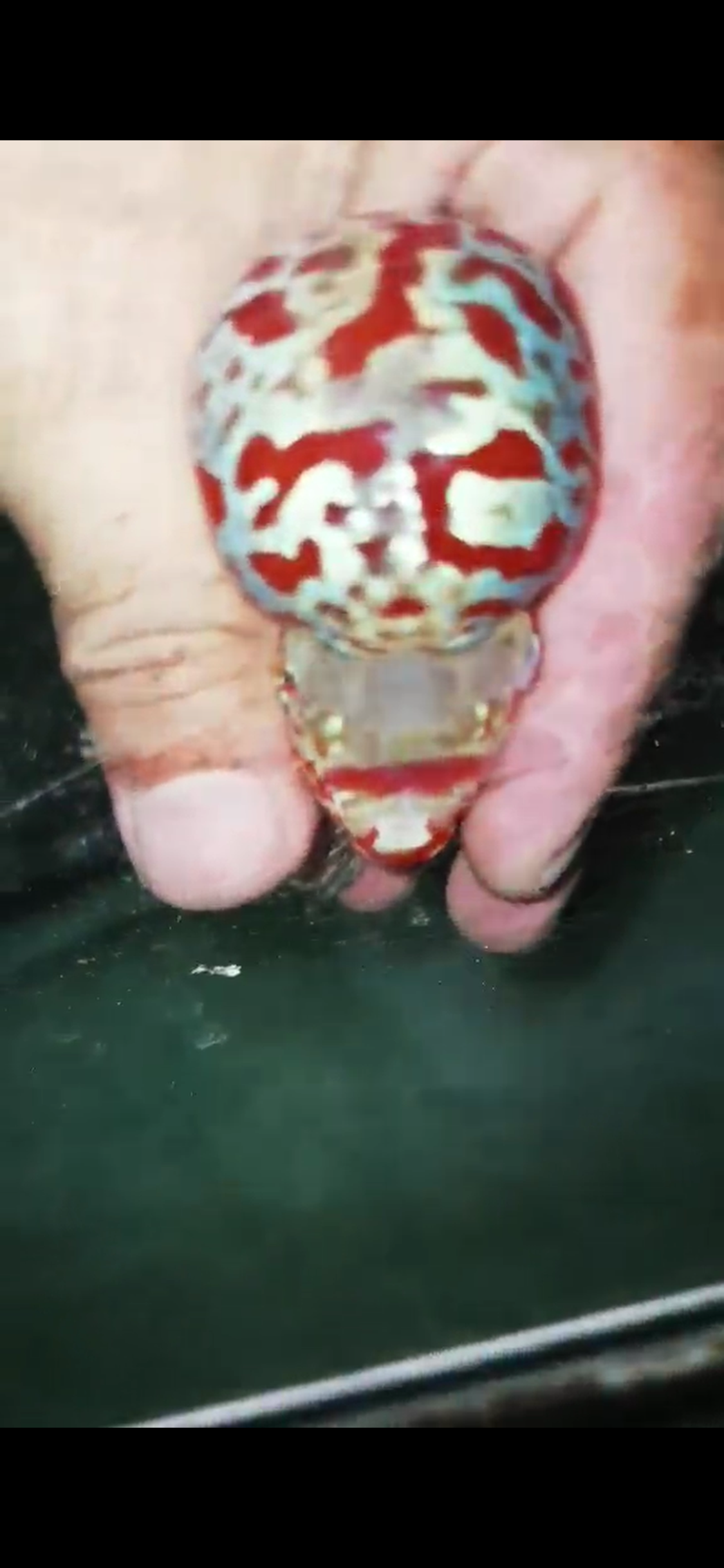 High Quality Competition Grade Super Red Dragon Flowerhorn( Male ) 01