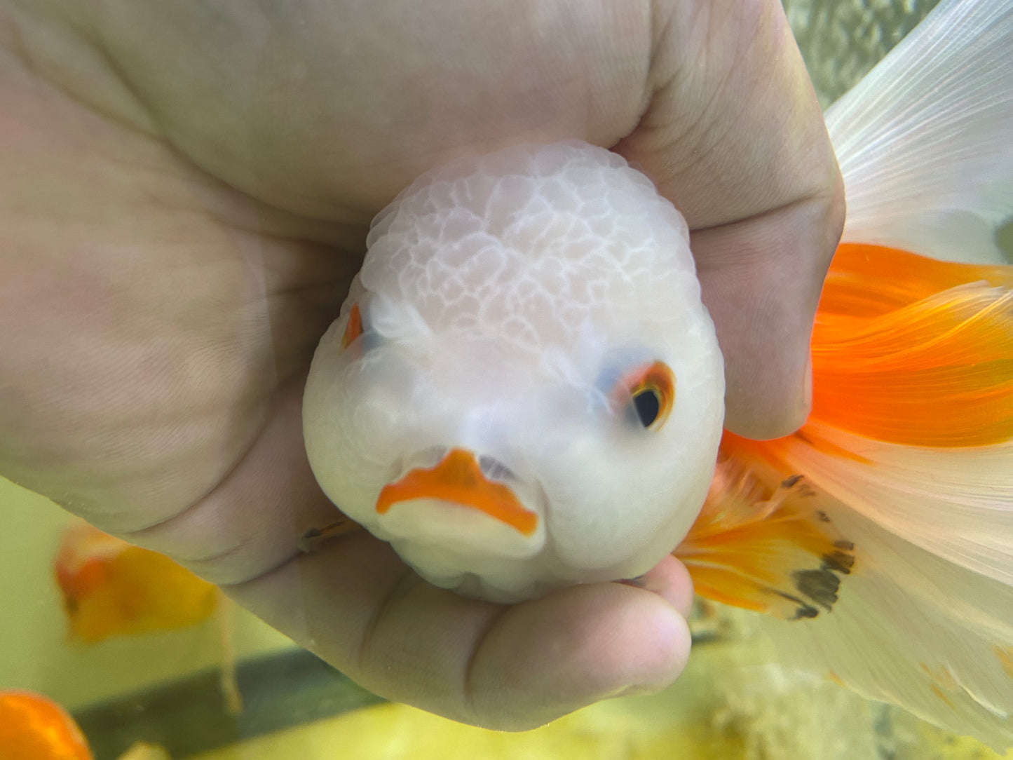 Oranda Goldfish tricolor 5-6"