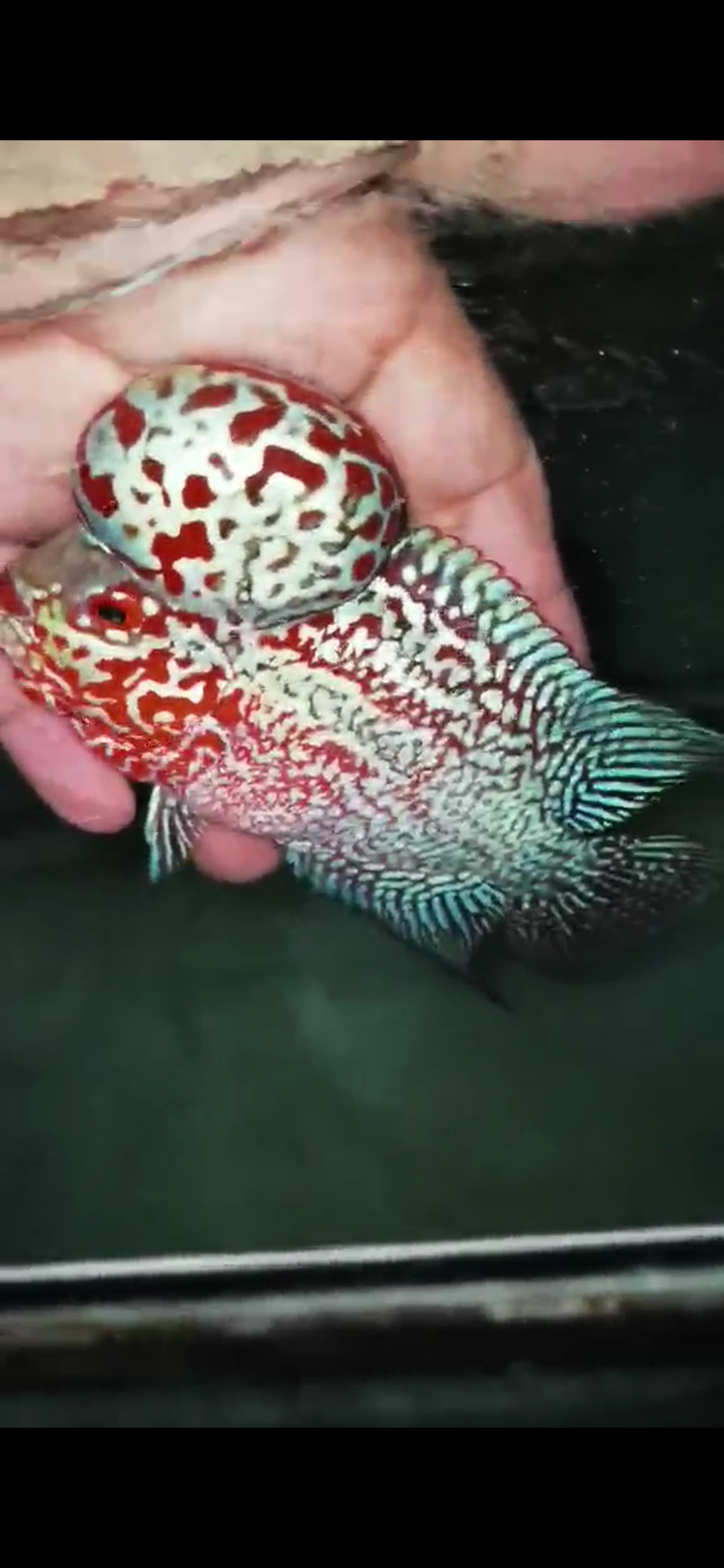 High Quality Competition Grade Super Red Dragon Flowerhorn( Male ) 01